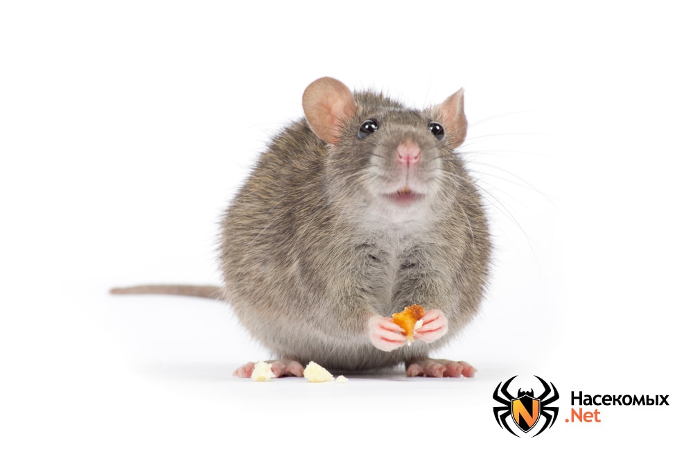 Интересные факты о крысах и мышах. Часть 2.